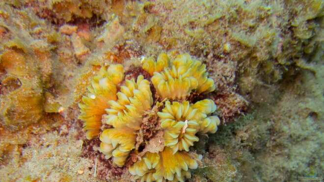 Eusmilia fastigiata Alle wichtigen Infos