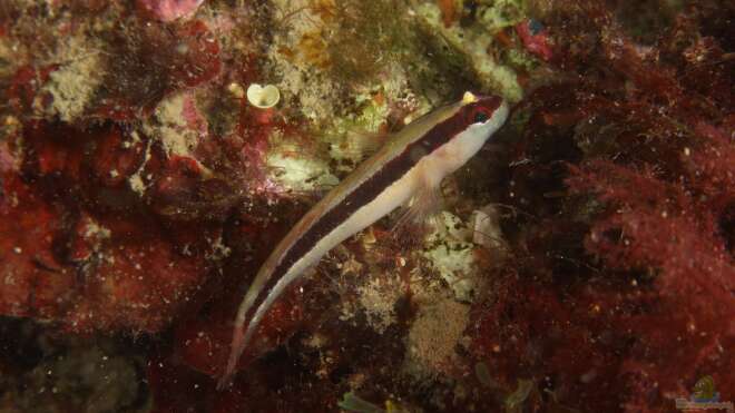 Gobius vittatus Streifengrundel Alle wichtigen Infos