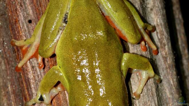 Hyperolius concolor Afrikanischer Riedfrosch