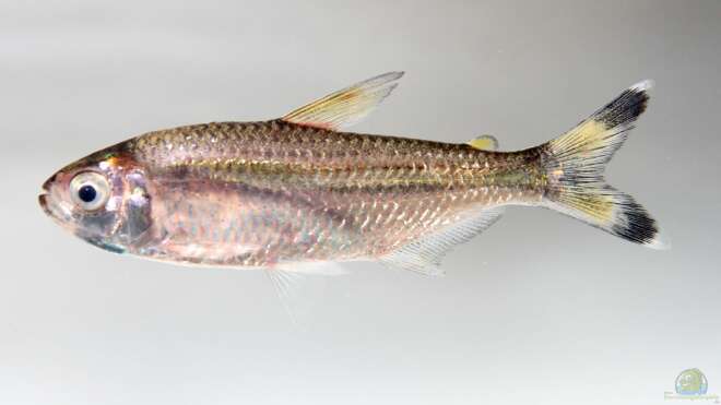 Moenkhausia dichroura SchwanzfleckMoenkhausia