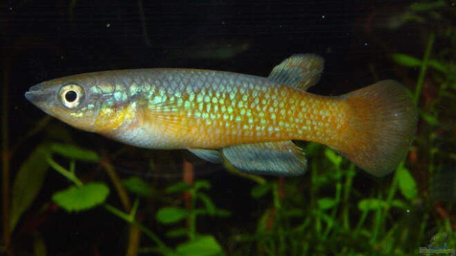 Pachypanchax sakaramyi SakaramyHechtling Alle Infos