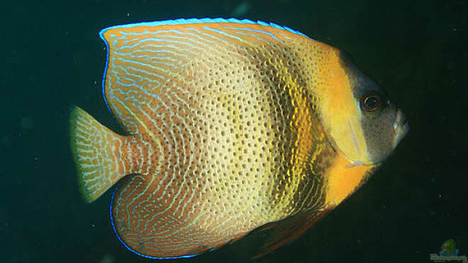 Pomacanthus zonipectus CortezKaiserfisch Alle Infos