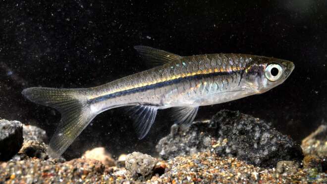 Rasbora argyrotaenia