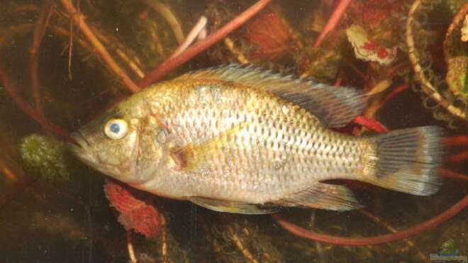Sargochromis Codringtonii Alle Wichtigen Infos Sargochromis Codringtonii Alle Wichtigen Infos