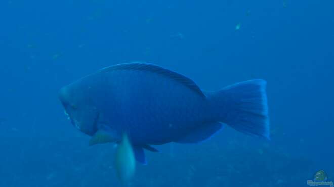 Scarus ovifrons Buckelkopf Papageifisch Alle Infos