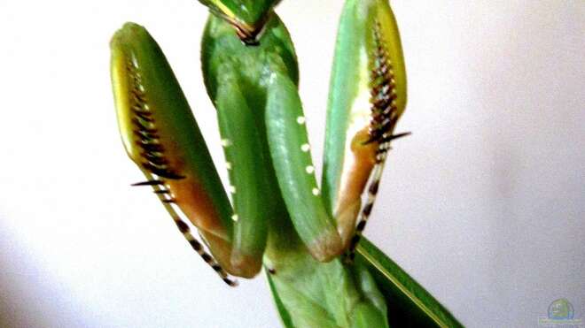 Sphodromantis gastrica Afrikanische Gottesanbeterin