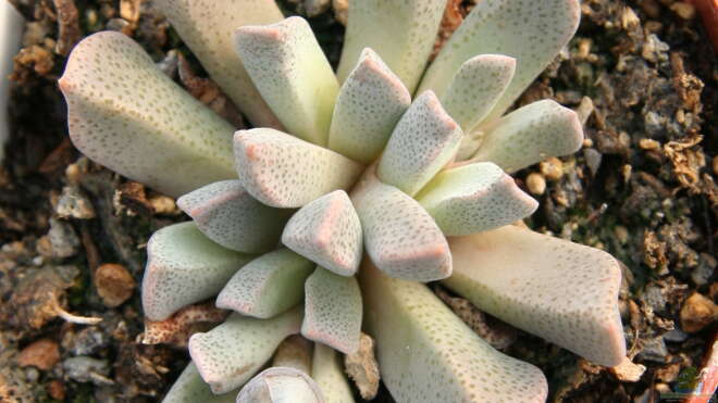 Fettpflanzen Arten Bilder: Entdecke die Schönheit der Sukkulenten!