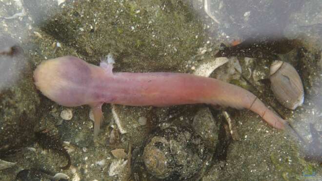 Typhlogobius californiensis Blinde Höhlengrundel