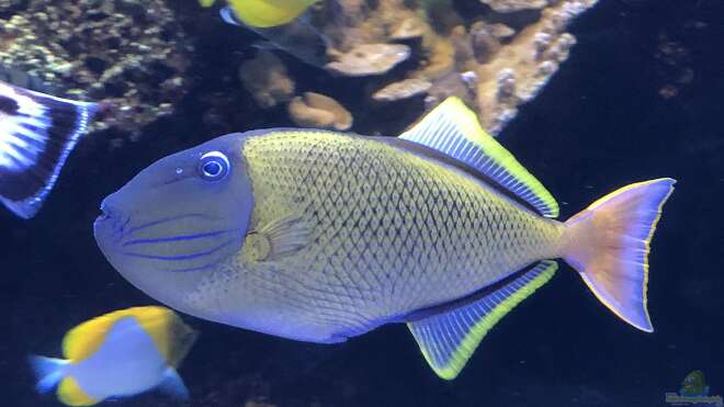 Xanthichthys mento RotschwanzDrücker Alle Infos