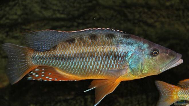 Tyrannochromis brownae