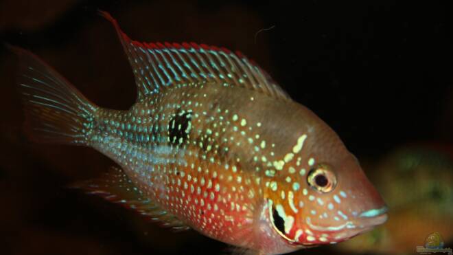 Thorichthys maculipinnis Elliots Buntbarsch