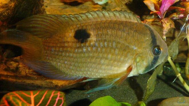 Cleithracara maronii Maronibuntbarsche Alle Infos