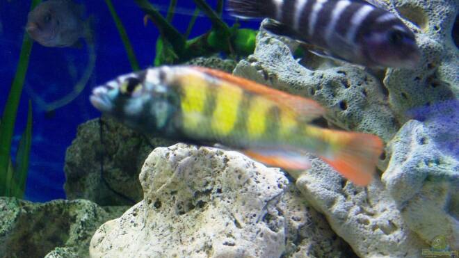 Haplochromis sp. thick skin CH44 Alle Infos