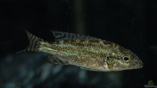 Nimbochromis linni Alle wichtigen Infos