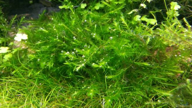 Fontinalis hypnoides Alle wichtigen Infos