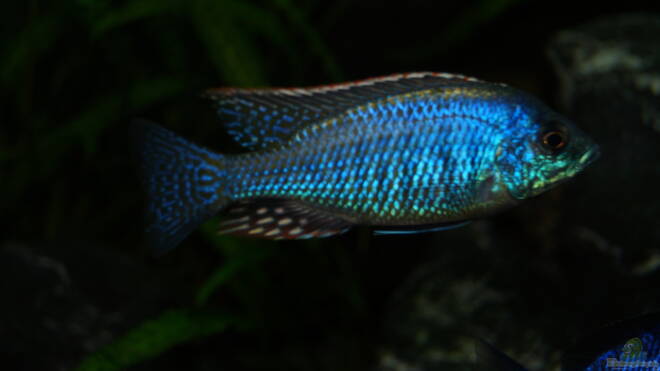 Lethrinops lethrinus Alle wichtigen Infos