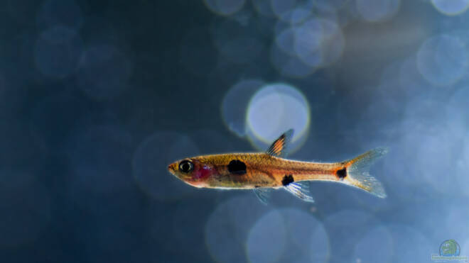 Einrichtungsbeispiele für BorarasArten