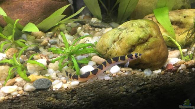 Pangio myersi Alle wichtigen Infos