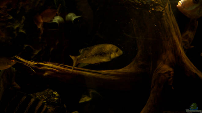 Konia eisentrauti Alle wichtigen Infos