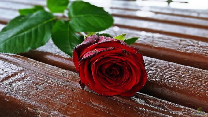 Bilder Rote Rosen Rote Rosen - Alles, was du für deinen Garte ... (7290)