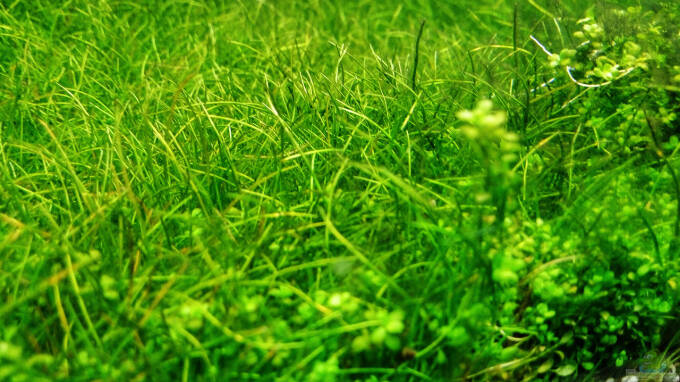 Englischer Rasen :D 14.07.2016 aus Freedom of the Landscape von Jonas