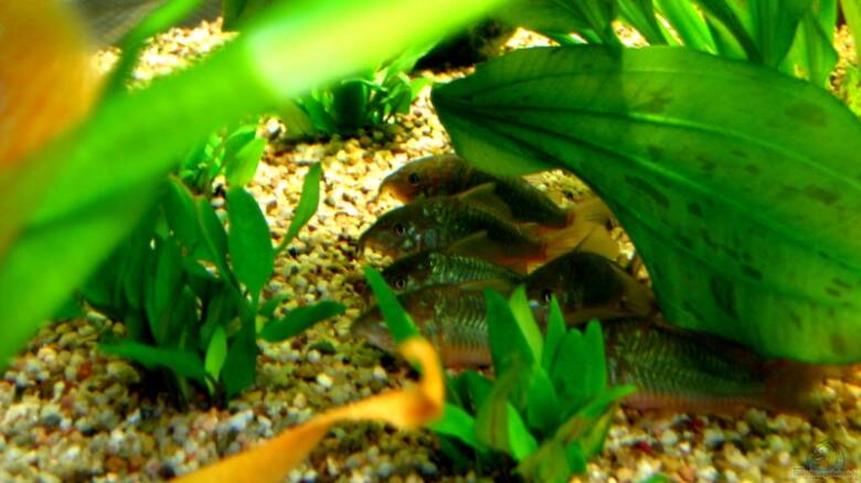 Welse Alle wichtigen Infos