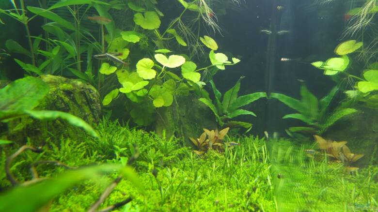 37+ Axolotl Aquarium Größe Tabelle Gif