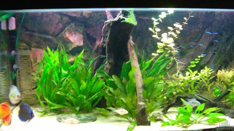 Aquarium Teich Terrarium Einrichtungsbeispiele