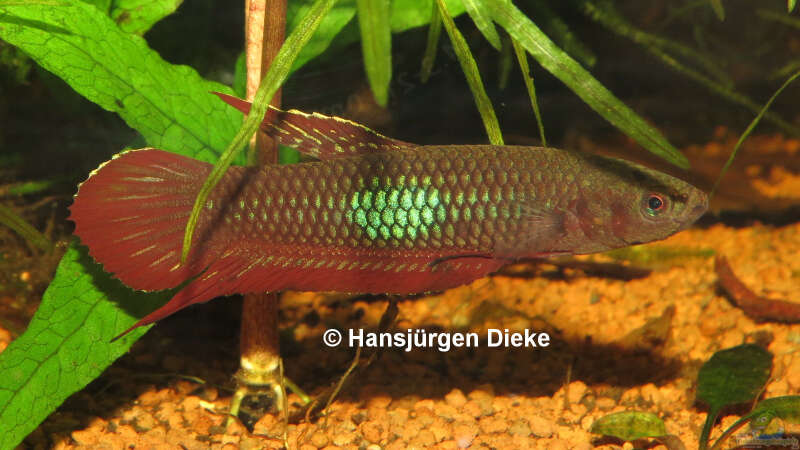 Aquarien mit Betta coccina (Roter Kampffisch)  - Betta-coccinaaquarium