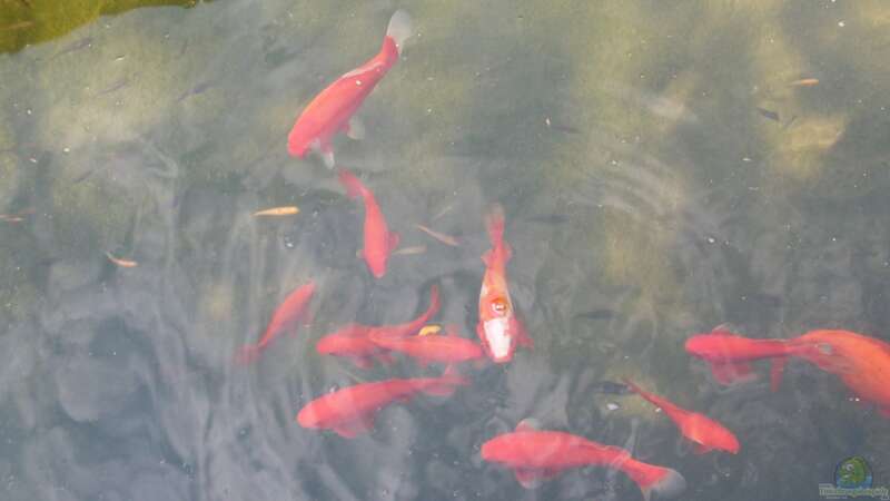 Goldfische im Teich oder Aquarium halten (Einrichtungsbeispiele für Carassius auratus)  - Carassius-auratusaquarium