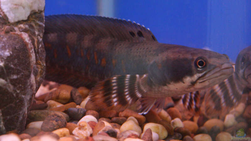 Aquarien mit Channa pulchra (Schöner Schlangenkopffisch)  - Channa-pulchraaquarium