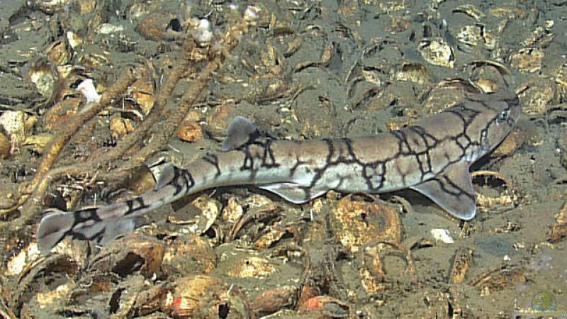 Scyliorhinus retifer im Aquarium halten (Einrichtungsbeispiele für Netzkatzenhai)  - Scyliorhinus-retifer-slnkaquarium