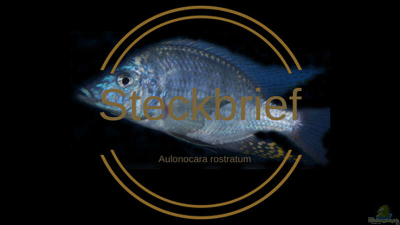 Aulonocara rostratum