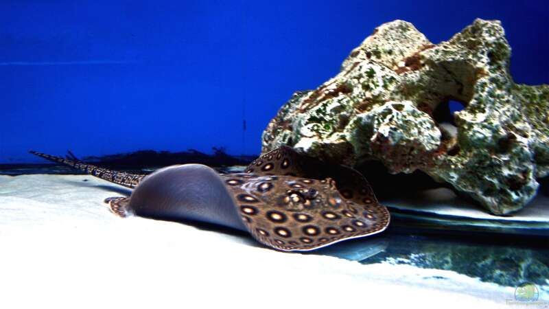 Faszination Rochen: Eleganz im Aquarium