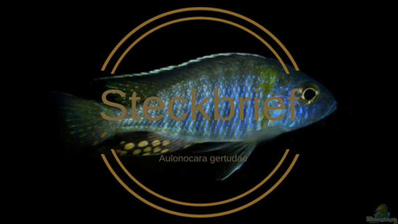 Aulonocara gertrudae