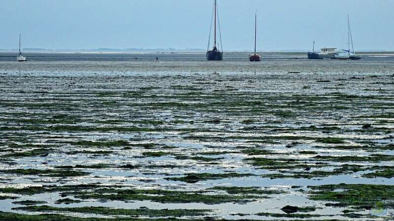 Welche Fische leben im Wattenmeer?