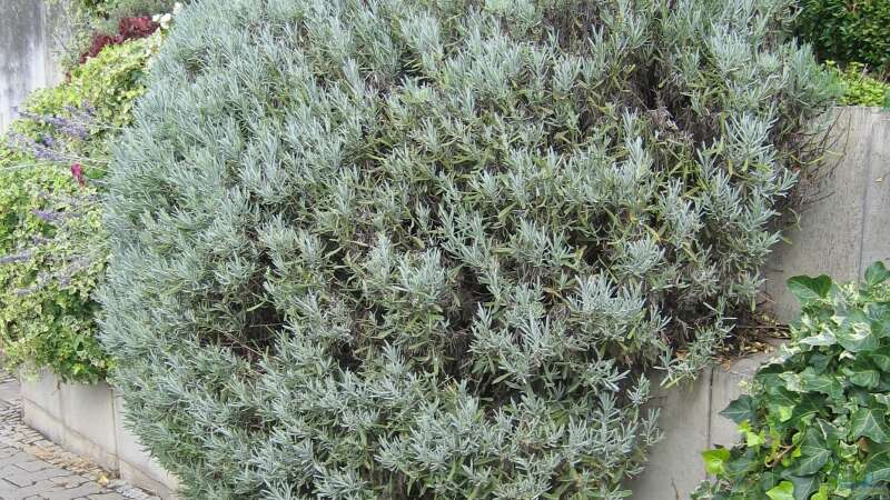 Die perfekte Abgrenzung: Welche Büsche und Hecken eignen sich für den Teichbereich im Garten?