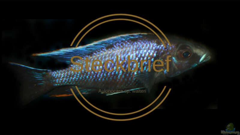 Aulonocara sp. ‚walteri‘
