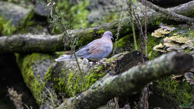 Frühjahrsputz im Garten: Aufräumen oder Lebensräume schützen?
