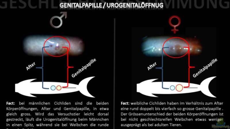 Begriffe erklärt: Was ist die Genitalpapille?