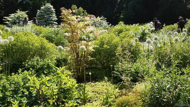 Beitrag zur Biodiversität: Das musst du über ein insektenfreundliches Staudenbeet wissen