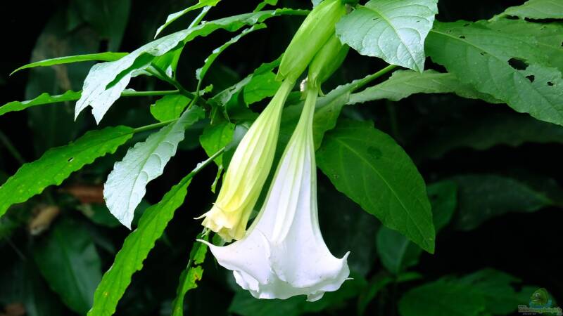 Nachtschattengewächse: Schön, nahrhaft… und giftig