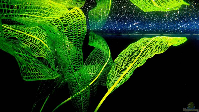 Ruhephasen bei Aponogeton: Warum viele Arten eine Wachstumspause einlegen