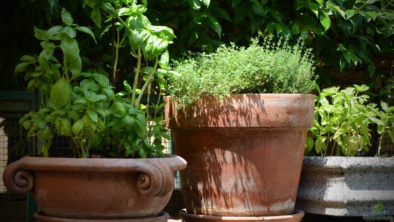Mediterrane Kräuter: Wie du deinen Balkon zum Kräutergarten machst