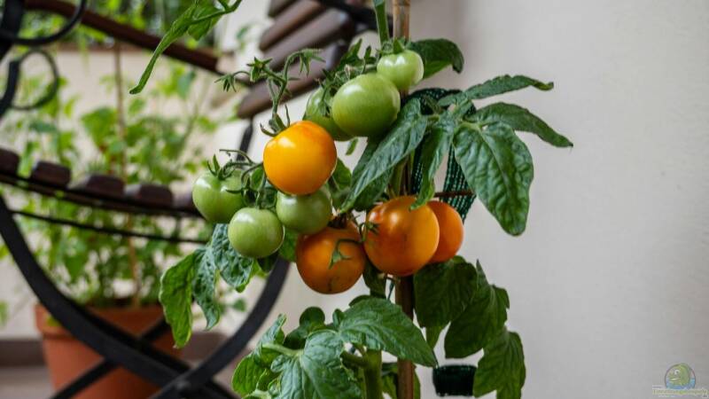 Tomaten auf dem Balkon - Ein Gartenabenteuer auf kleinstem Raum