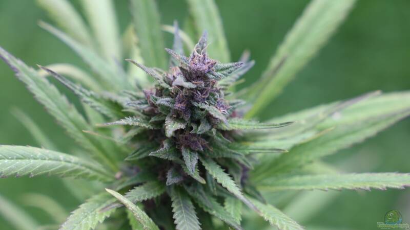 Der legale Anbau von Cannabis in Deutschland