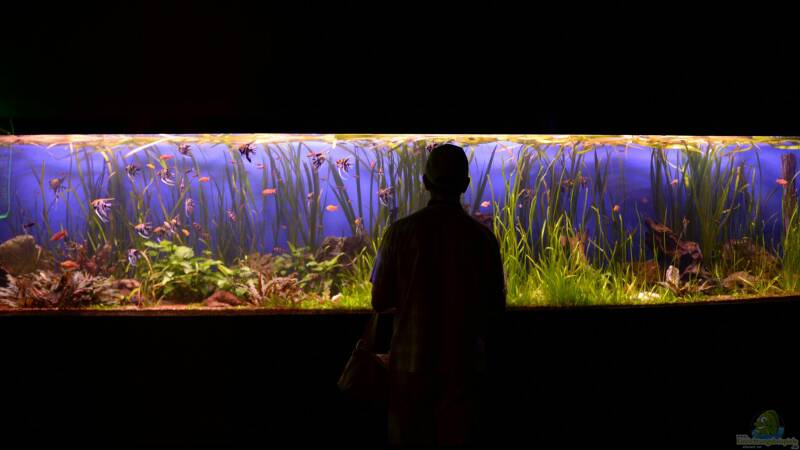 Die Aquaristik als Hobby: Ein umfassender Überblick über Zahlen, Trends und Entwicklungen