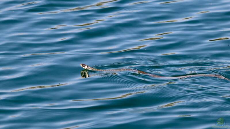 Sorge um Teichfische - Wie viel frisst eine Ringelnatter wirklich? 