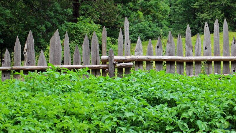 Abstand statt Diskussionen: Tipps für eine nachbarschaftsfreundliche Gestaltung im Naturgarten