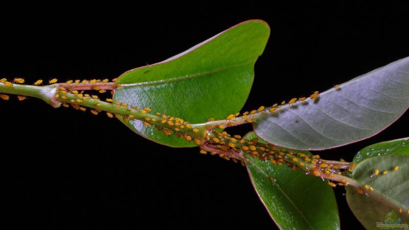Blattläuse - Können sie auch nützlich sein?